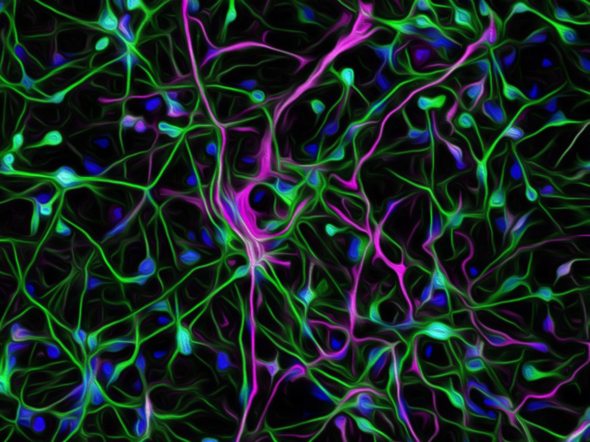 Il tempo del trauma lascia il segno nel cervello e nel comportamento
